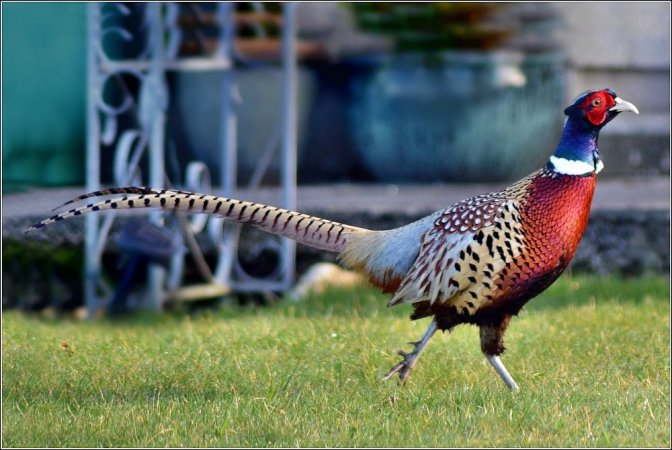 Photo (9): Ring-necked Pheasant