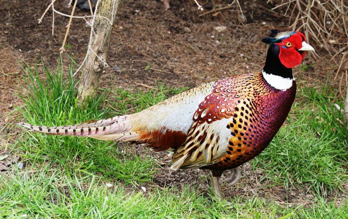 Photo (23): Ring-necked Pheasant