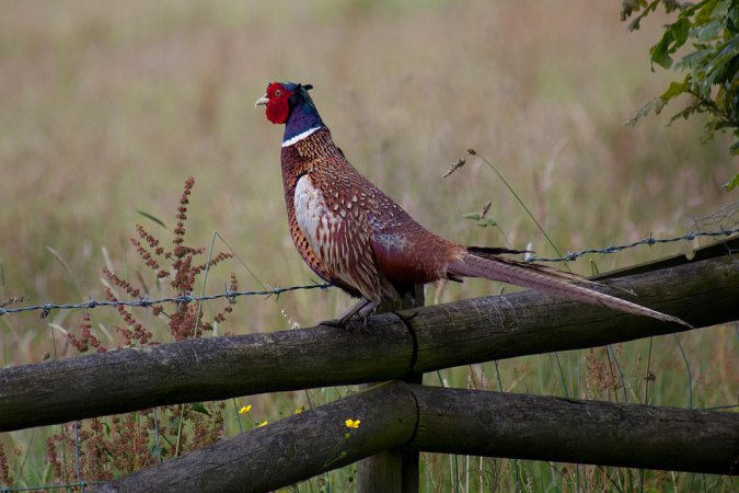 Photo (13): Ring-necked Pheasant