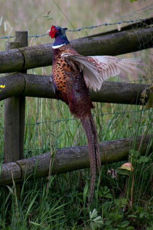 Photo (20): Ring-necked Pheasant