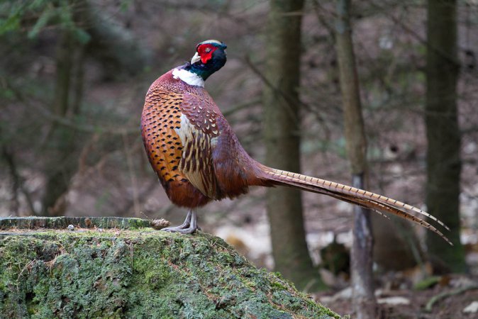 Photo (17): Ring-necked Pheasant
