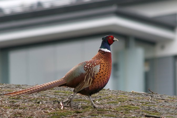 Photo (12): Ring-necked Pheasant