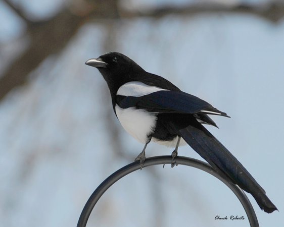 Photo (9): Black-billed Magpie