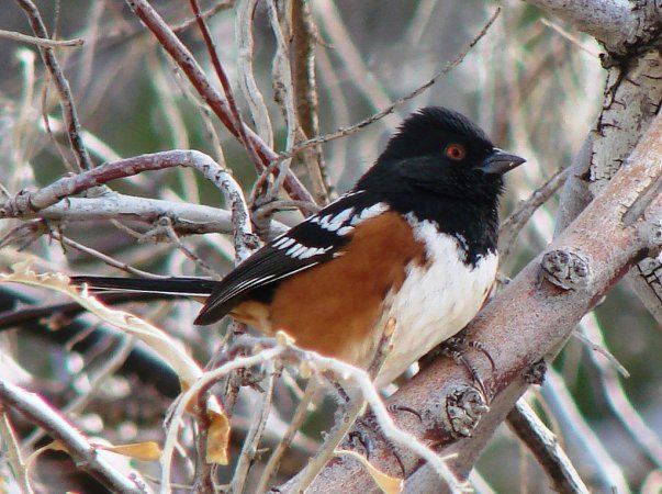 Photo (15): Spotted Towhee