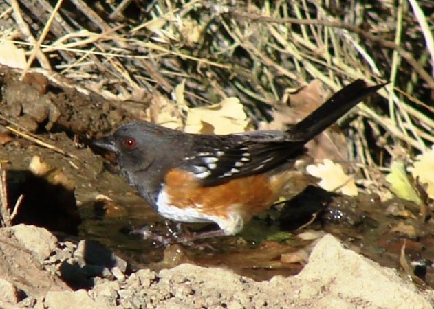 Photo (17): Spotted Towhee