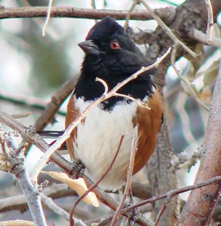 Photo (16): Spotted Towhee