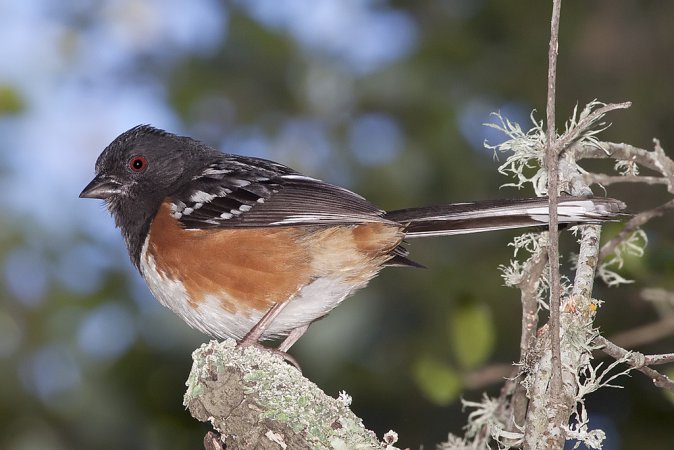 Photo (8): Spotted Towhee