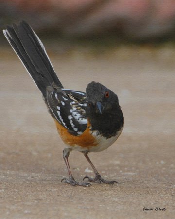 Photo (5): Spotted Towhee