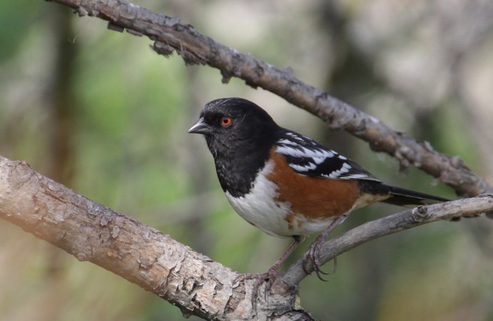 Photo (3): Spotted Towhee