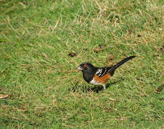 Photo (11): Spotted Towhee