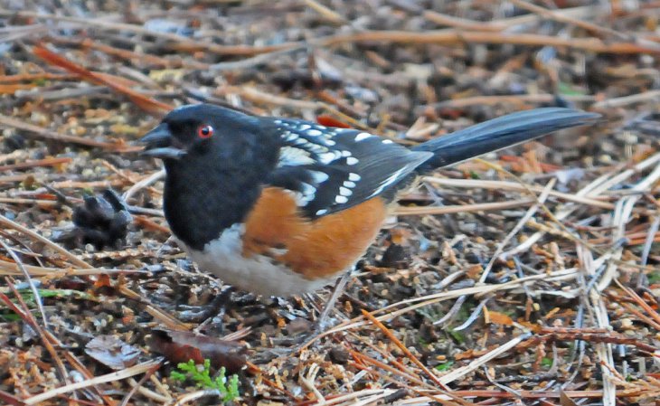 Photo (18): Spotted Towhee