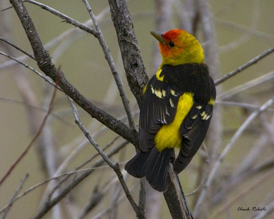 Photo (20): Western Tanager