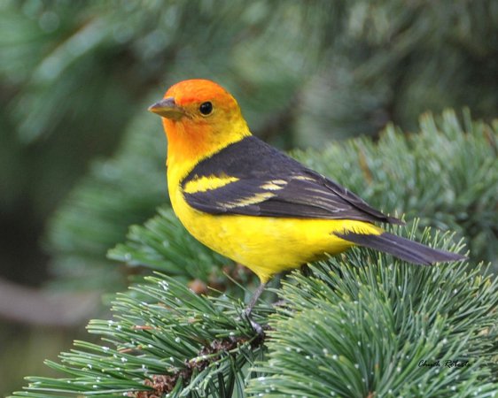 Photo (24): Western Tanager