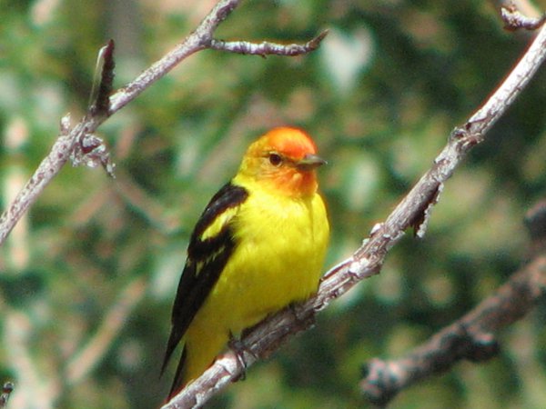 Photo (21): Western Tanager