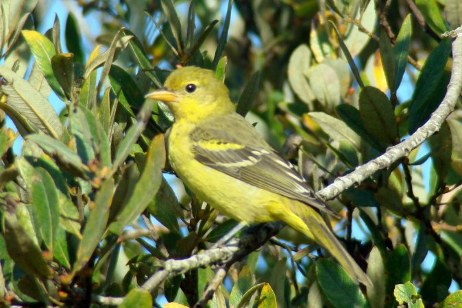 Photo (3): Western Tanager