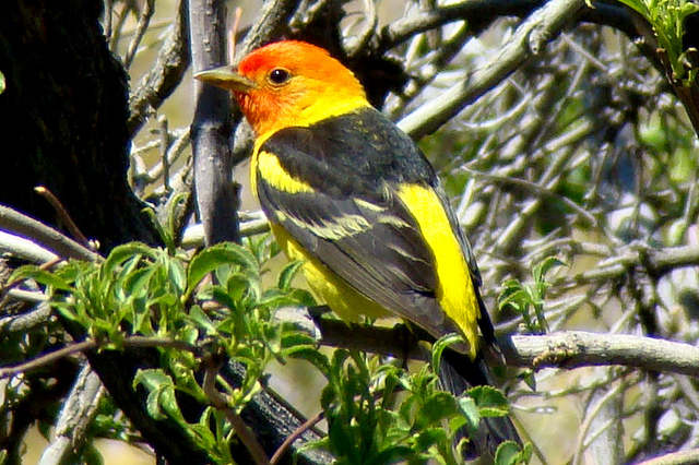 Photo (22): Western Tanager