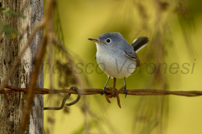 Photo (13): Blue-gray Gnatcatcher