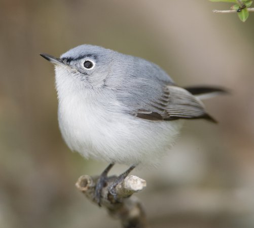 Photo (3): Blue-gray Gnatcatcher