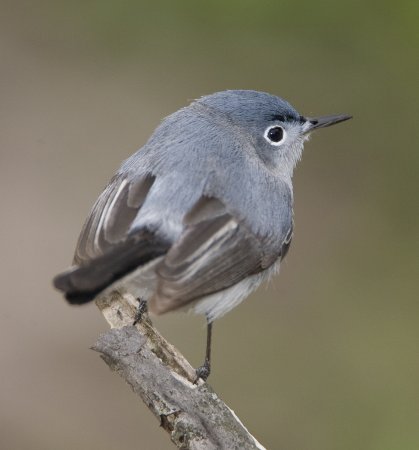 Photo (4): Blue-gray Gnatcatcher
