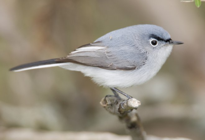 Photo (1): Blue-gray Gnatcatcher