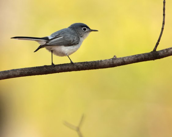 Photo (6): Blue-gray Gnatcatcher