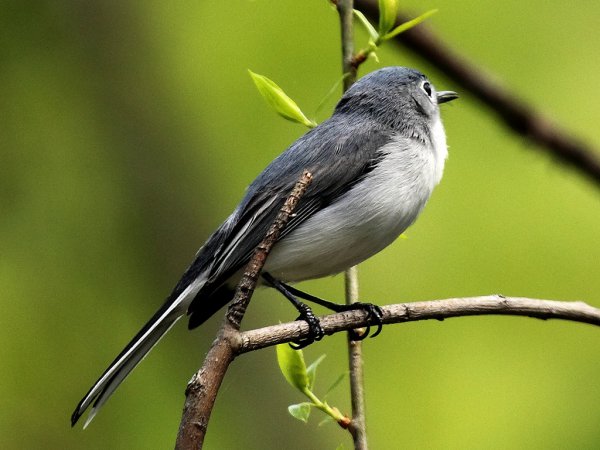 Photo (10): Blue-gray Gnatcatcher