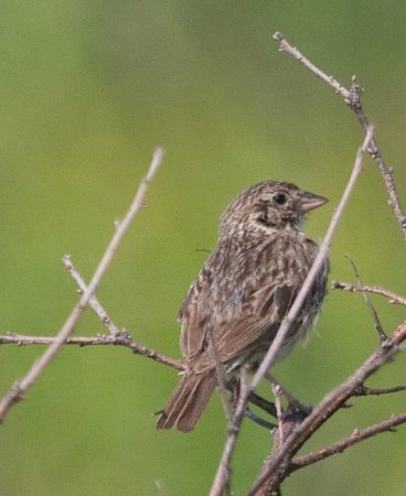Photo (16): Vesper Sparrow