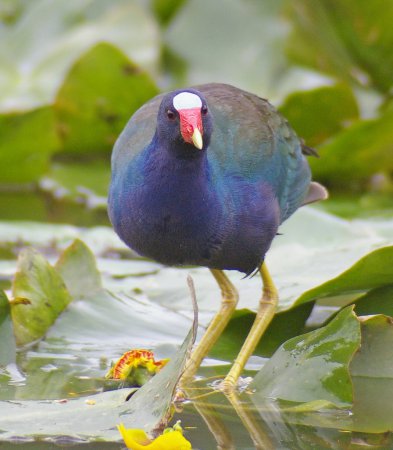 Photo (10): Purple Gallinule