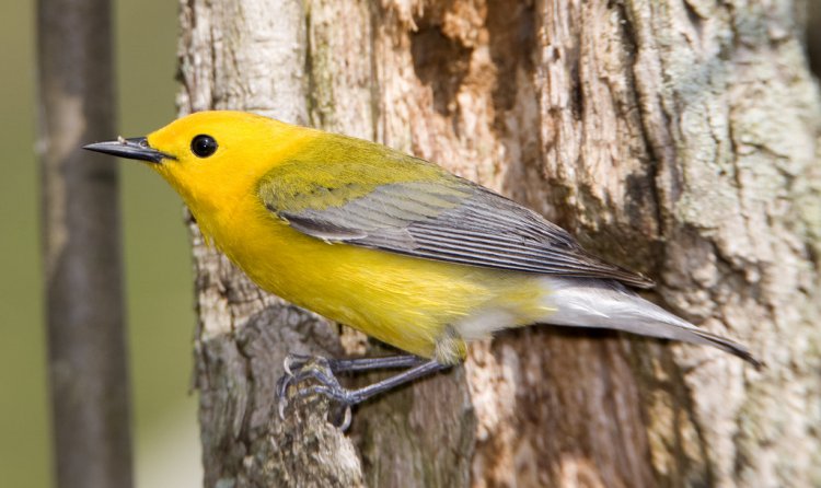 Photo (3): Prothonotary Warbler
