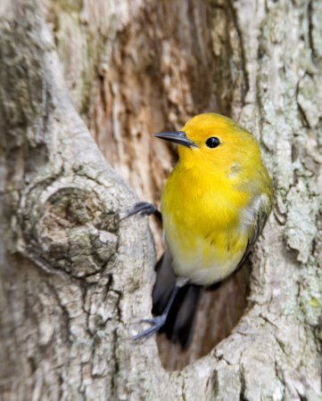 Photo (2): Prothonotary Warbler