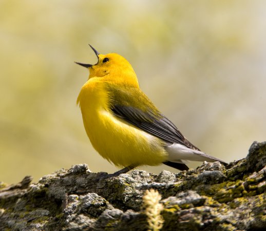 Photo (17): Prothonotary Warbler