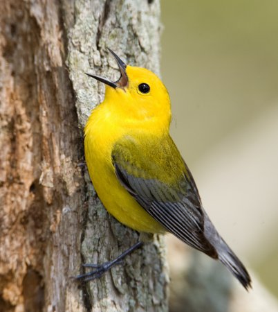 Photo (12): Prothonotary Warbler