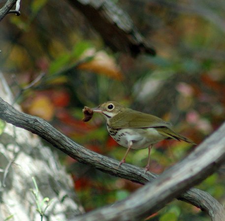 Photo (9): Ovenbird