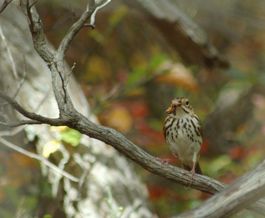 Photo (4): Ovenbird