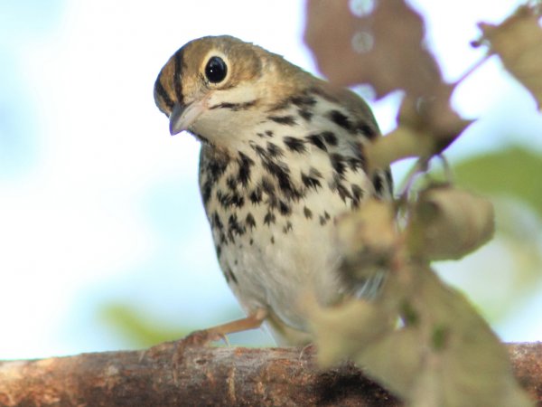 Photo (8): Ovenbird