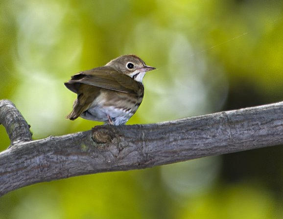 Photo (5): Ovenbird