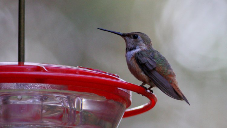 Photo (17): Rufous Hummingbird