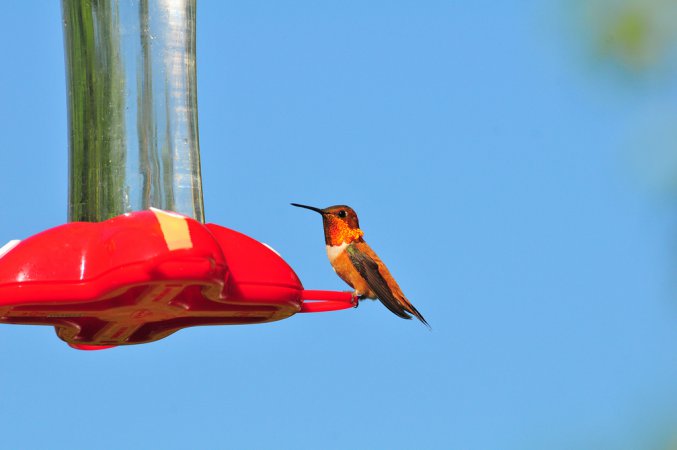 Photo (19): Rufous Hummingbird