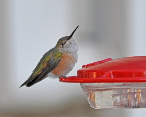 Photo (23): Rufous Hummingbird