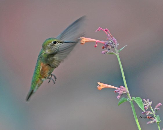 Photo (20): Rufous Hummingbird