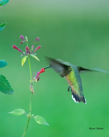 Photo (22): Rufous Hummingbird