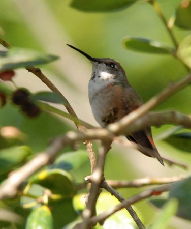 Photo (24): Rufous Hummingbird