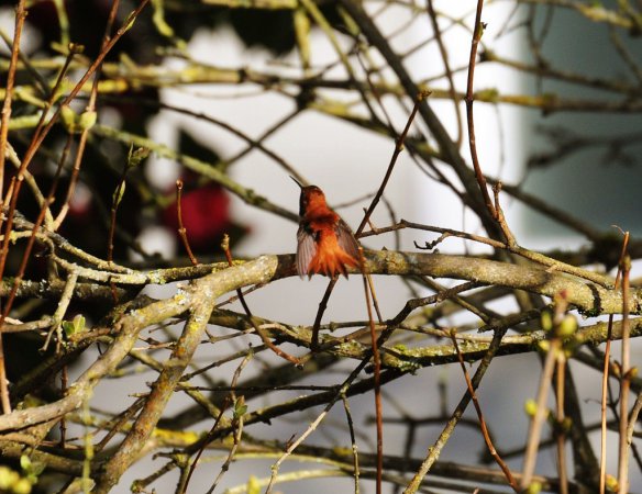 Photo (18): Rufous Hummingbird