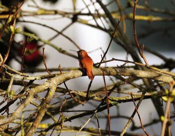 Photo (21): Rufous Hummingbird