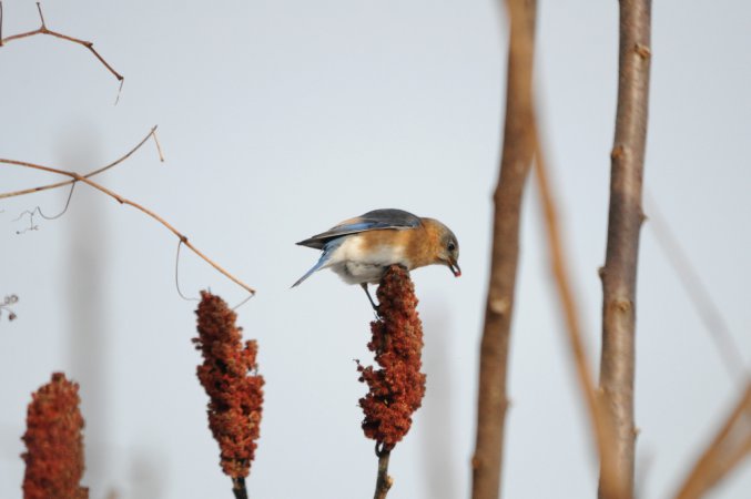 Photo (18): Eastern Bluebird