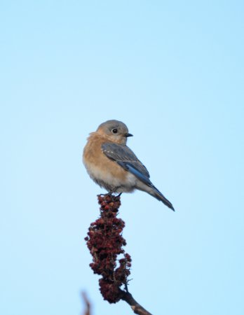 Photo (26): Eastern Bluebird