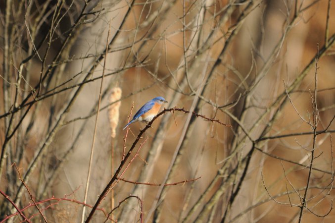 Photo (15): Eastern Bluebird