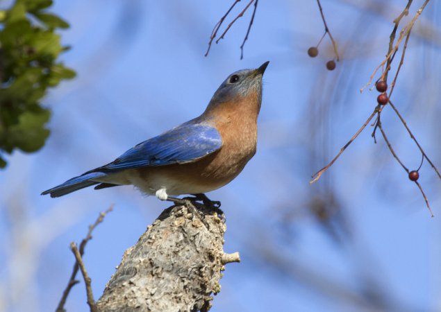 Photo (27): Eastern Bluebird