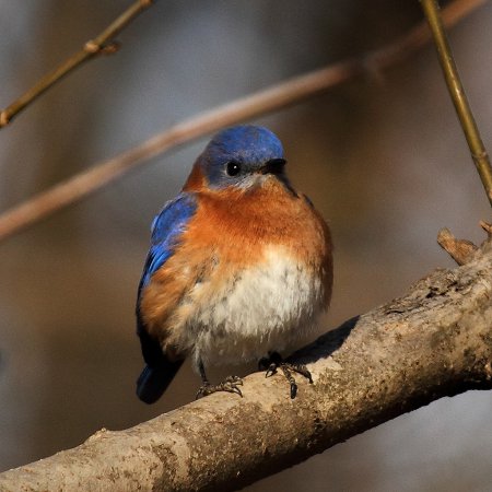 Photo (3): Eastern Bluebird