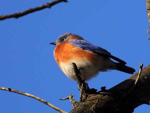 Photo (20): Eastern Bluebird